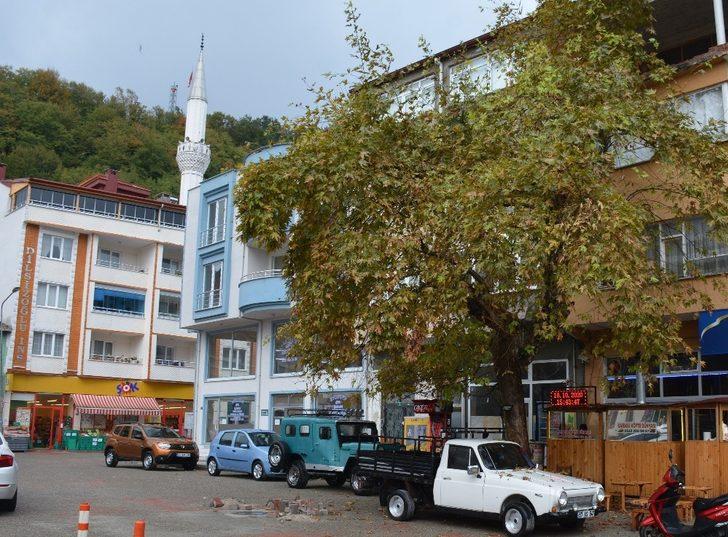 Gazi dedesinin diktiği çınarı yıktırmamak için imza kampanyası başlattı G3