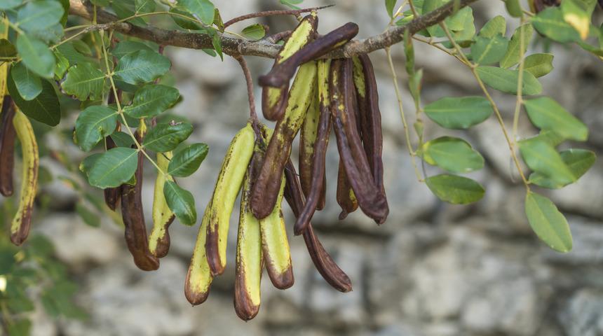 Erkeklerde b&uuml;y&uuml;k etki g&ouml;steriyor! Cinsel performansı...
