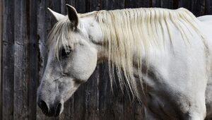 Rüyada beyaz at görmek ne anlama gelir? Rüyada şahlanmış, uçan beyaz at görmek ne demek?