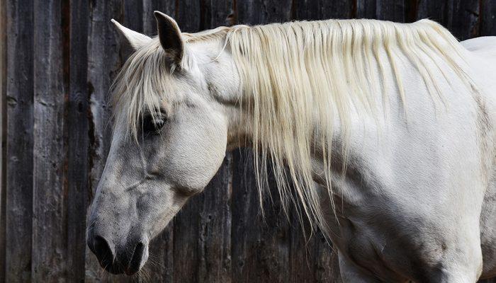 Rüyada beyaz at görmek ne anlama gelir? Rüyada şahlanmış, uçan beyaz at
