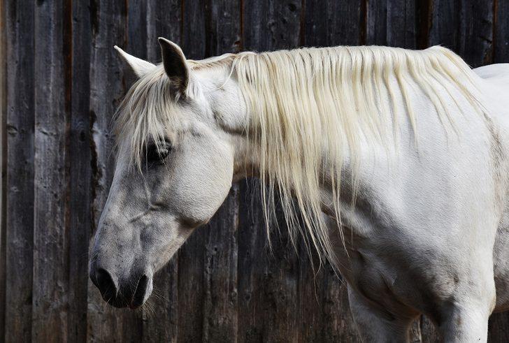 ruyada beyaz at gormek ne demek ne anlama gelir mynet trend