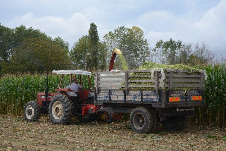 Sinoplu çiftçiler silaj yapımına başladı G1