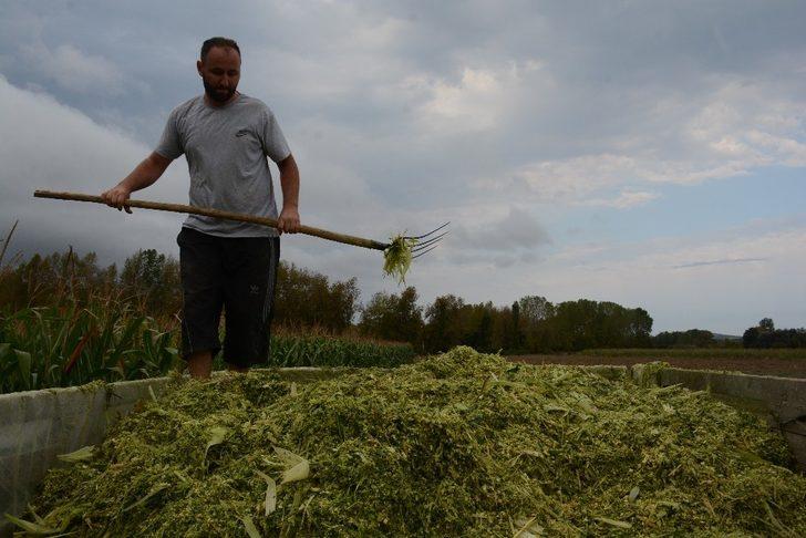 Sinoplu çiftçiler silaj yapımına başladı G2