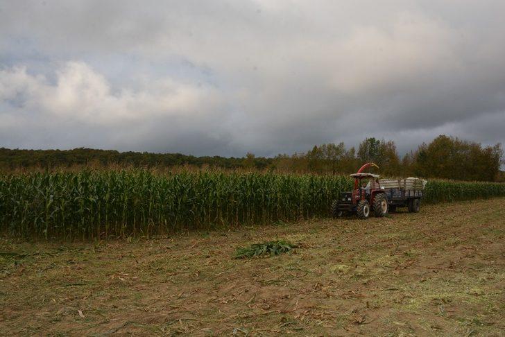 Sinoplu çiftçiler silaj yapımına başladı G4