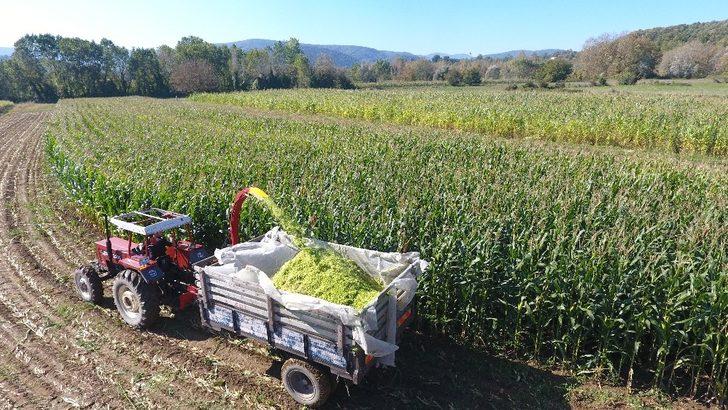 Sinoplu çiftçiler silaj yapımına başladı G5