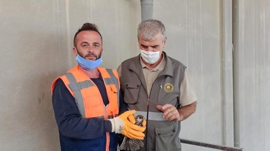 Yaralı kuş tedavi edilecek