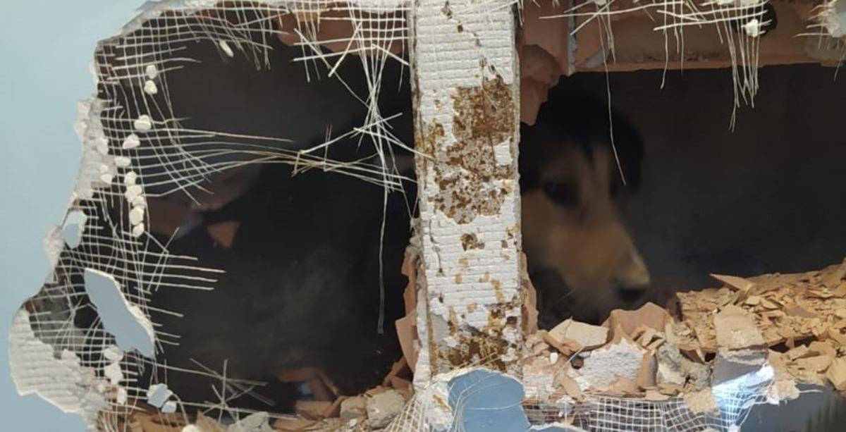 Apartman boşluğuna d&uuml;şen k&ouml;peği duvarı delerek kurtardılar
