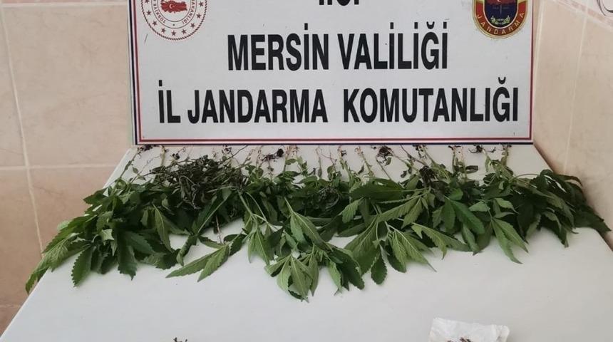 Mersin&rsquo;de 31 k&ouml;k kenevir bitkisi ele ge&ccedil;irildi
