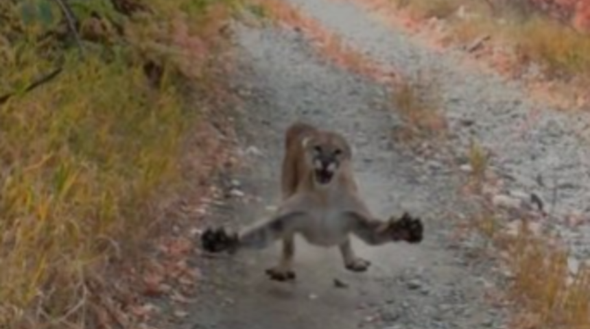 Vahşi pumayla yüz yüze! Bugün ölmek istemiyorum dedi saniye saniye o anları kaydetti