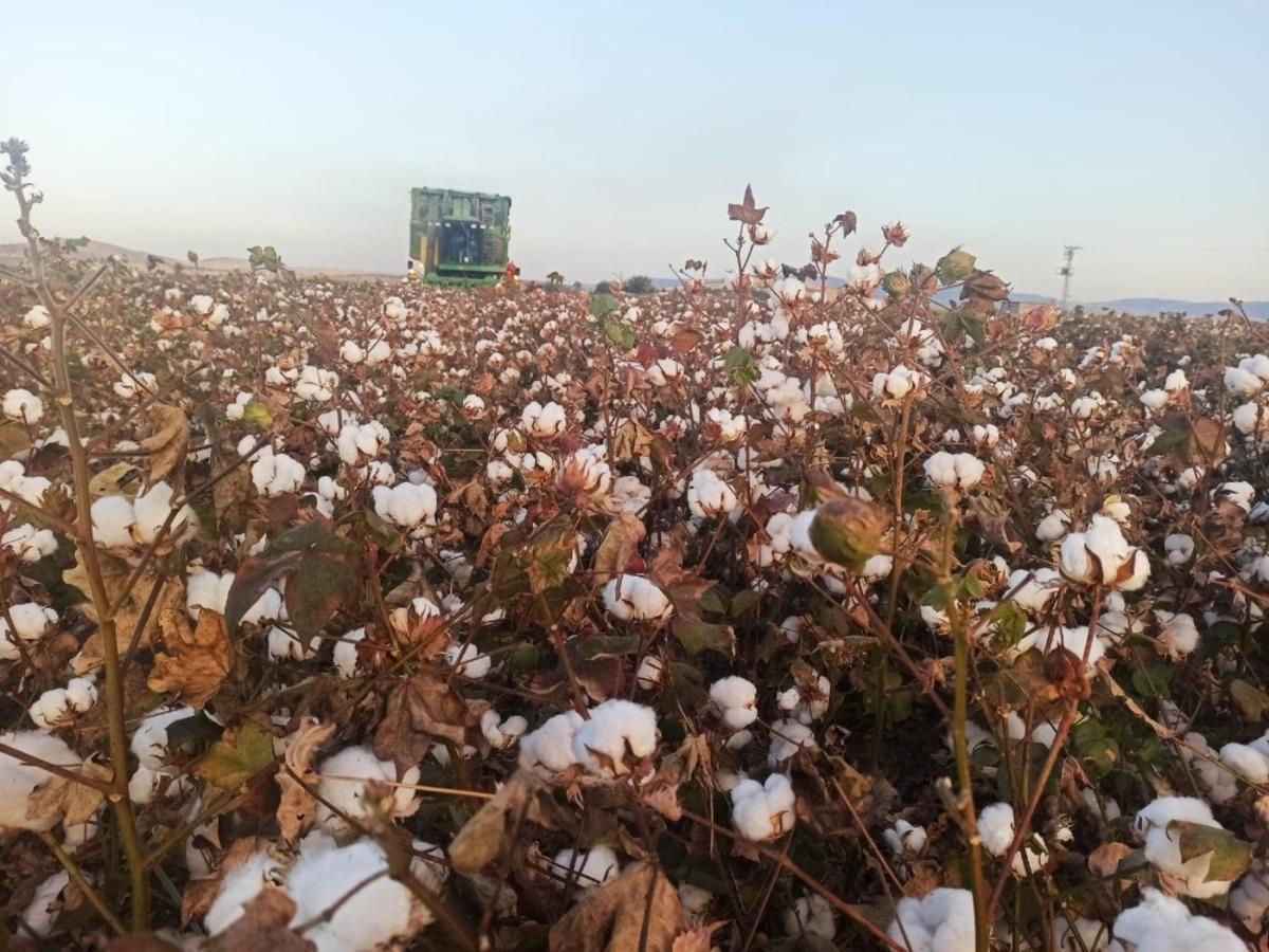 Kahramanmaraş&rsquo;ta "beyaz altın" hasadı başladı