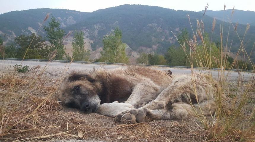 Zavallı köpek her gün yol kenarında onun gelmesini bekliyor!