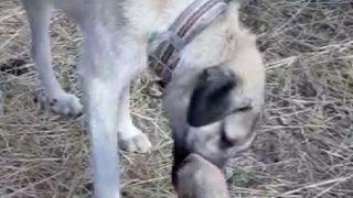 Kangal köpeğinden yürek ısıtan görüntü