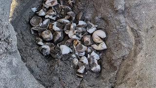 Bilim dünyasını heyecanlandıran olay! Marmara Denizi'nde caretta carettalara ait bir yuva tespit edildi