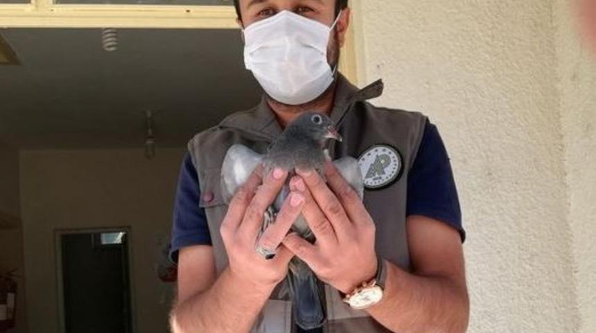 Yaralı kuşlar tedavi altına alındı