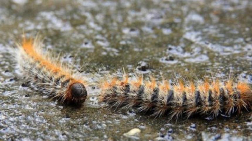 ABD'de kıllı tırtıl alarmı: Dayanılmaz bir acıya sebep oluyor!