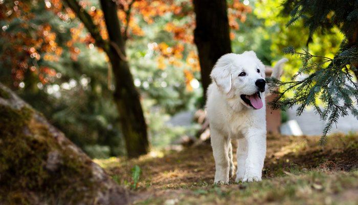 Rüyada beyaz köpek görmek ne anlama gelir? Rüyada beyaz köpek