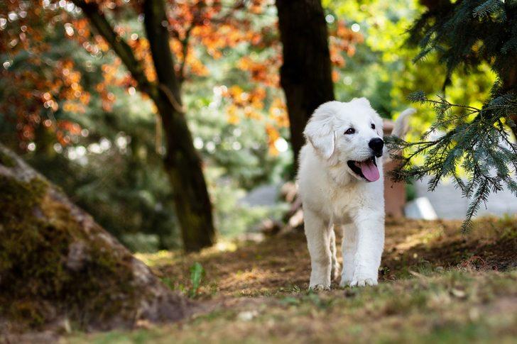 Rüyada beyaz köpek görmek ne demek, ne anlama gelir? - Mynet trend