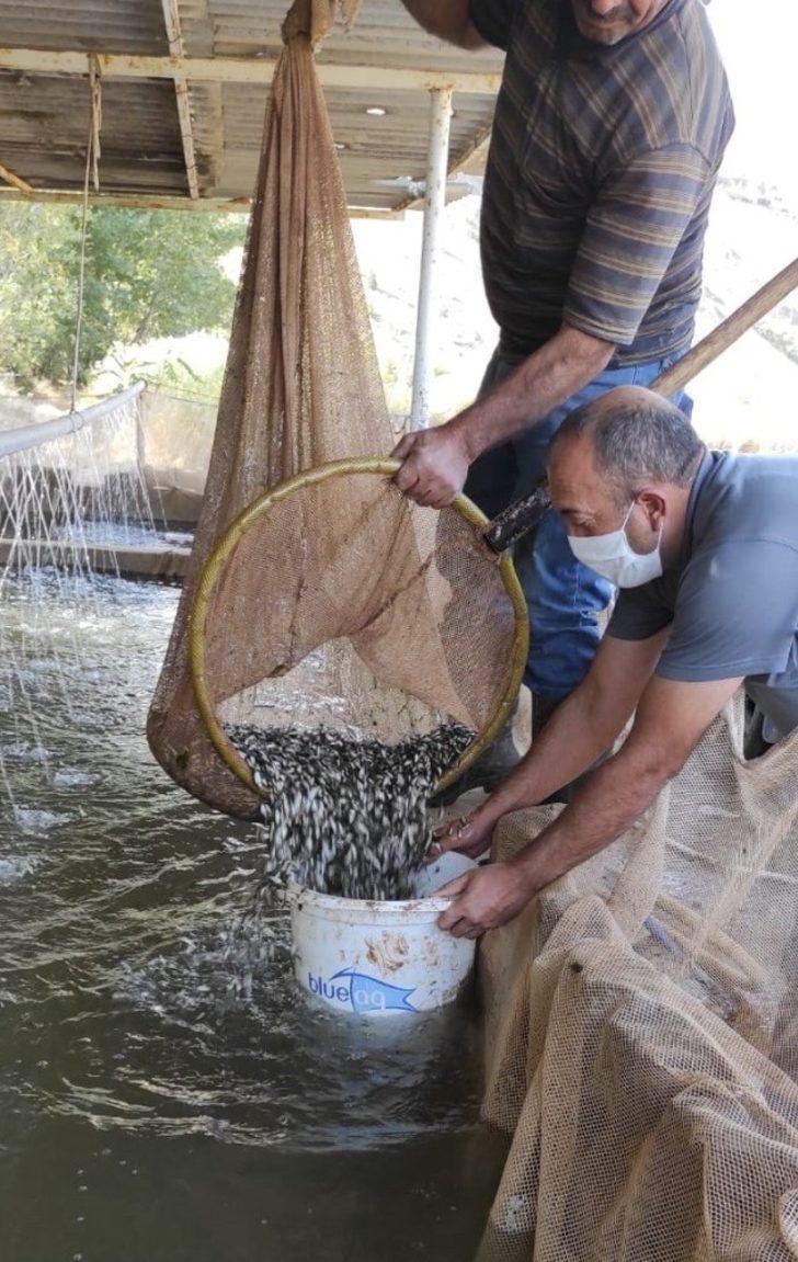 Elazığ’da üretilen 5 milyon balık 21 baraja bırakılıyor G5