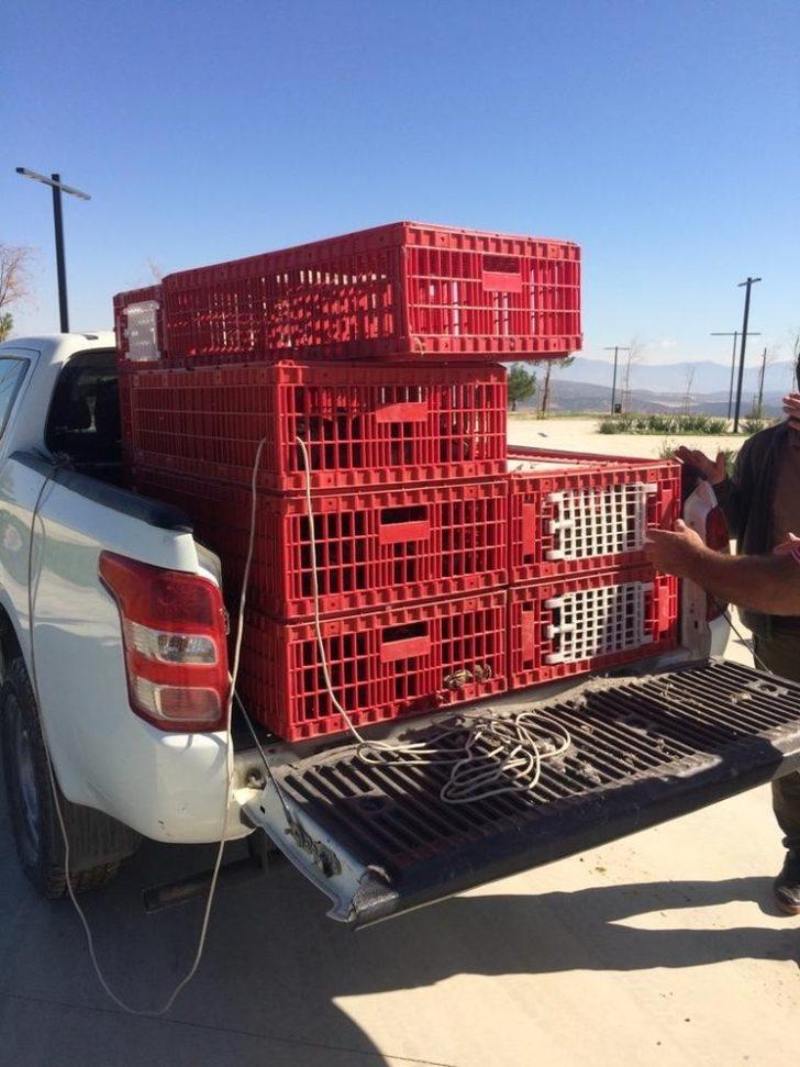 Korkuteli’nde 200 keklik doğaya bırakıldı G3