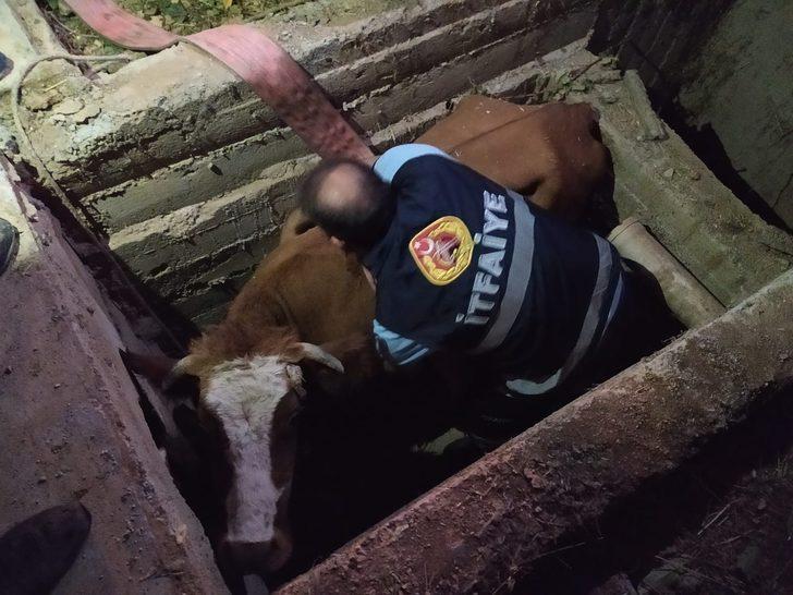 Siirt'te ekipler kanalizasyona düşen ineği kurtarmak için büyük çaba gösterdi