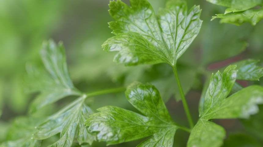 Maydanoza para vermeyin evde yetiştirin! Bakın nasıl?