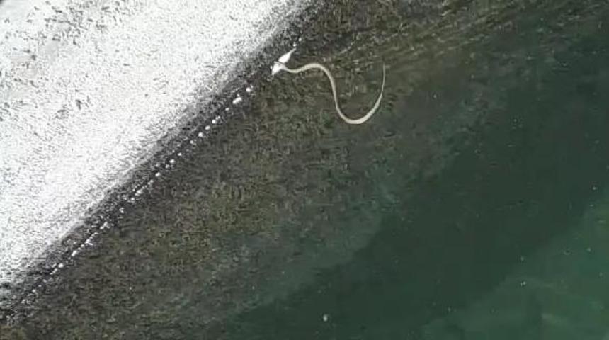 Yılan, inci kefalini b&ouml;yle yakaladı