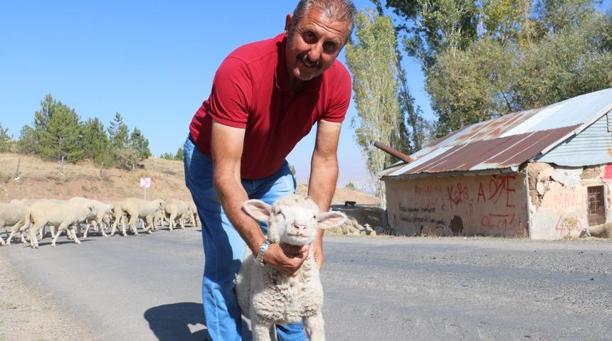 Bu koçları tanesi 28 bin lira! İşte sebebi