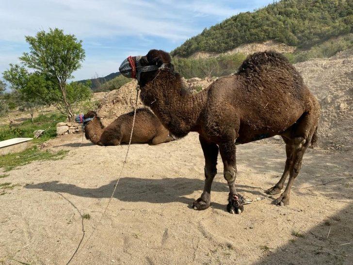 Güreş arenasının Buldanbeyi öldü G4
