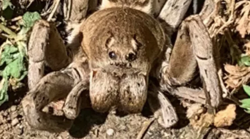 Aragog'a benzeyen örümcek viral oldu! 'Ne olduğunu bilen var mı?'