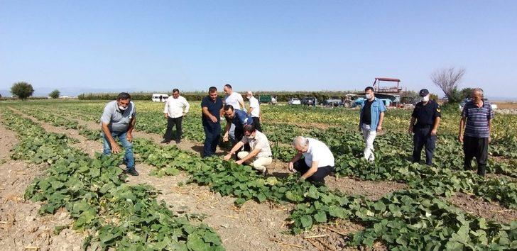Kaymakamlar tarlada çiftçilerle hasat yaptı G2