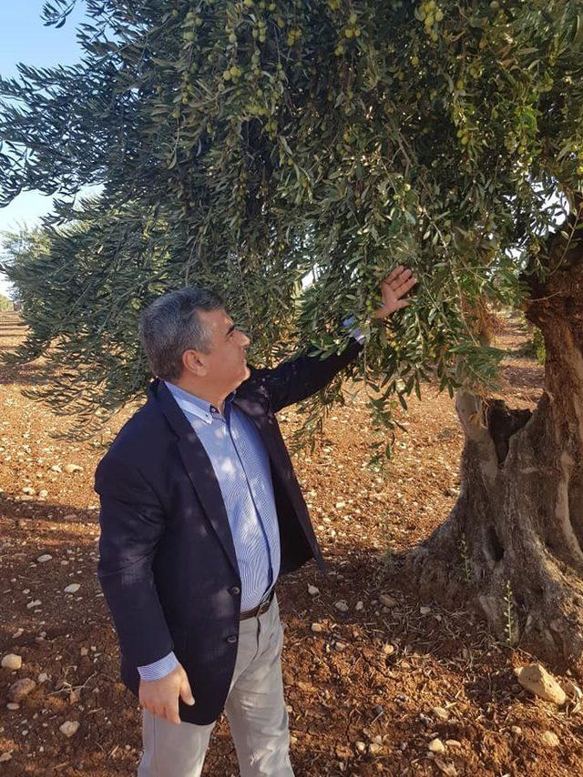 Zeytinde erken hasat uyarısı