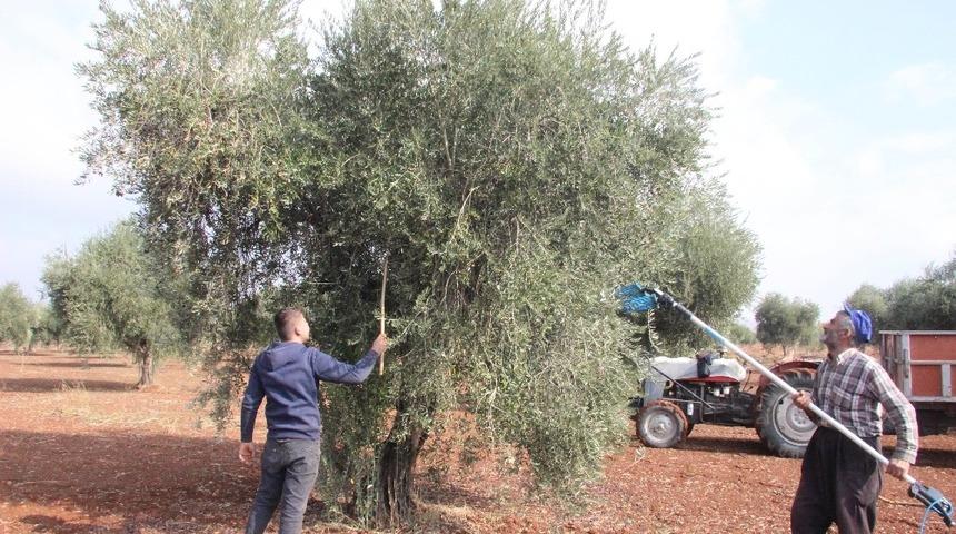 Zeytinde erken hasat uyarısı