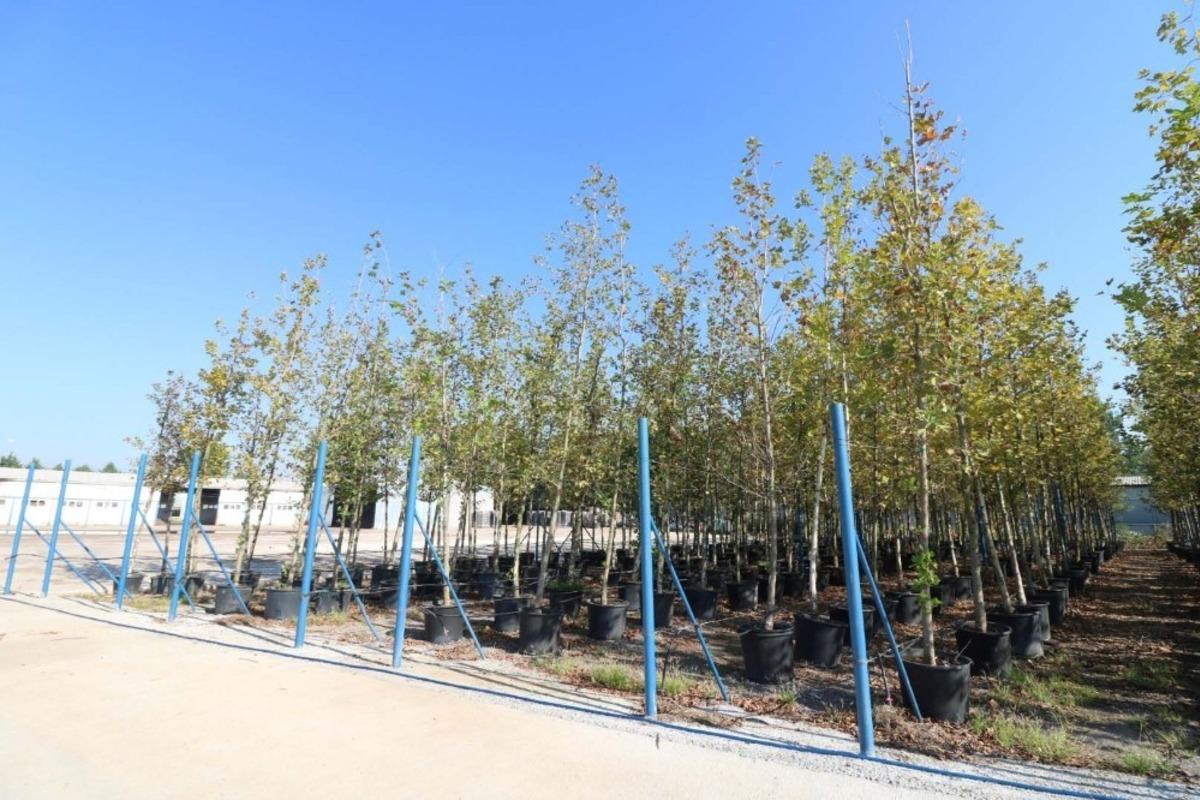 Y&uuml;r&uuml;y&uuml;ş yolunda yeni &ccedil;ınarlar dikilecek