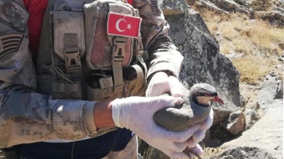 Tatvan&rsquo;da 32 keklik kurtarılarak doğaya salındı