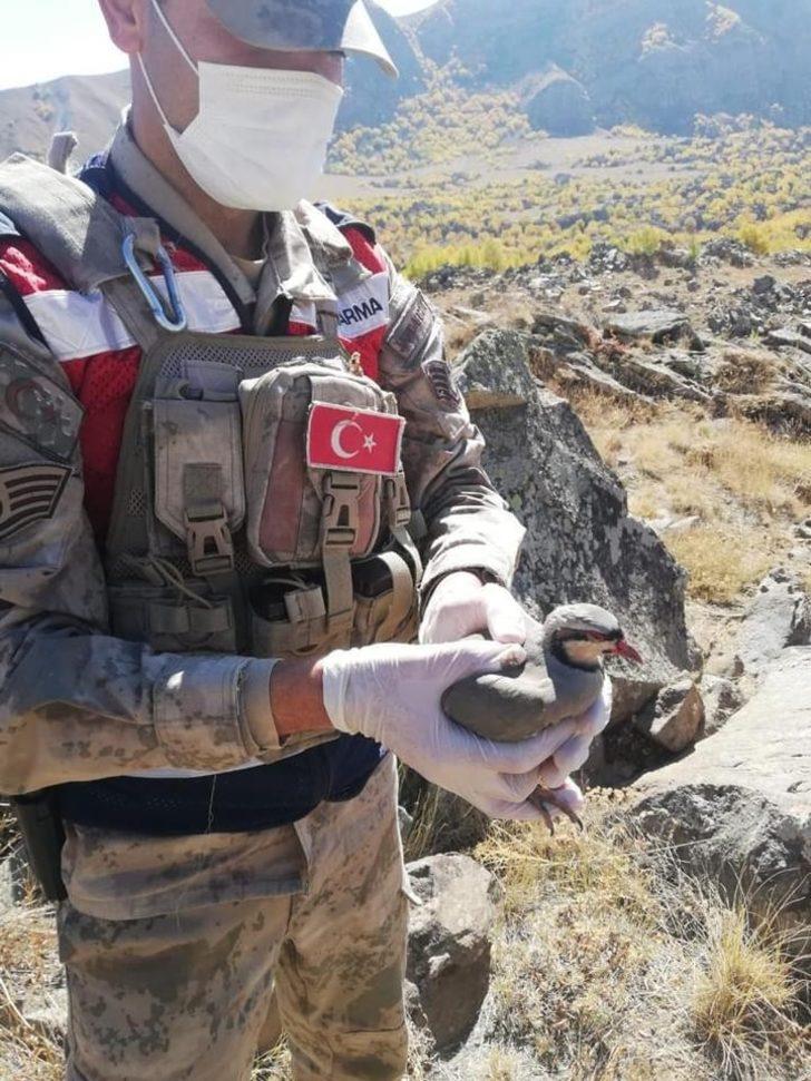 Tatvan’da 32 keklik kurtarılarak doğaya salındı G4