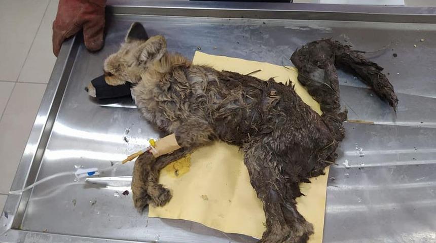 Kars&rsquo;ta yaralı tilki tedavi altına alındı