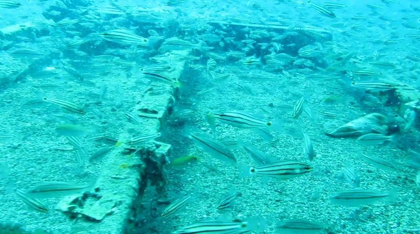 Antalya Kızıldeniz canlılarının istilası altında