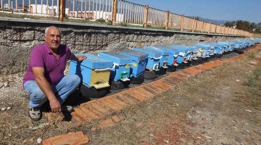 Burhaniye&rsquo;de yağmurlar zeytincilerden sonra arıcıları da sevindirdi