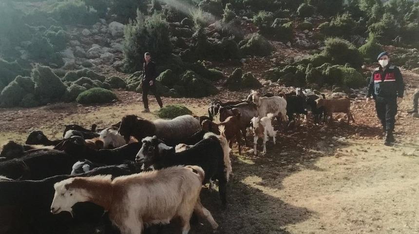 Kaybolan 38 k&uuml;&ccedil;&uuml;kbaş hayvanı jandarma buldu