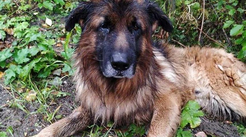 Sahiplerinin canlı canlı gömdüğü köpek toprağı kazarak kurtuldu