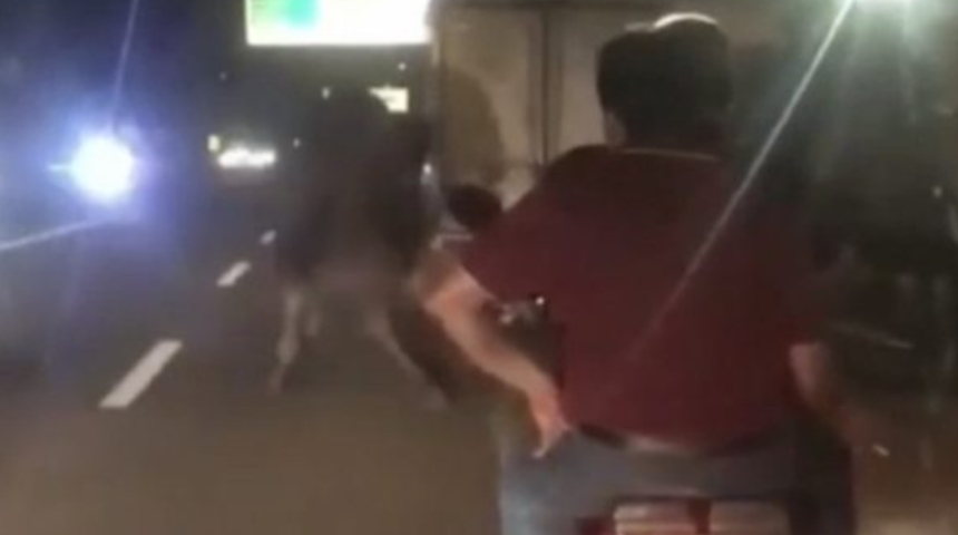 Bursa'da trafikte araç arkasına bağlanıp sürüklenen deveyi görenler şaşkına döndü