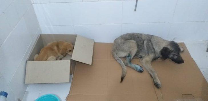 Trafik kazasında yaralanan köpekler tedavi için İstanbul’a gönderildi G1