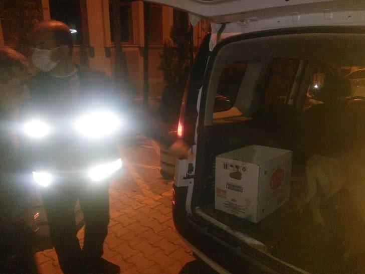 Trafik kazasında yaralanan köpekler tedavi için İstanbul’a gönderildi G3