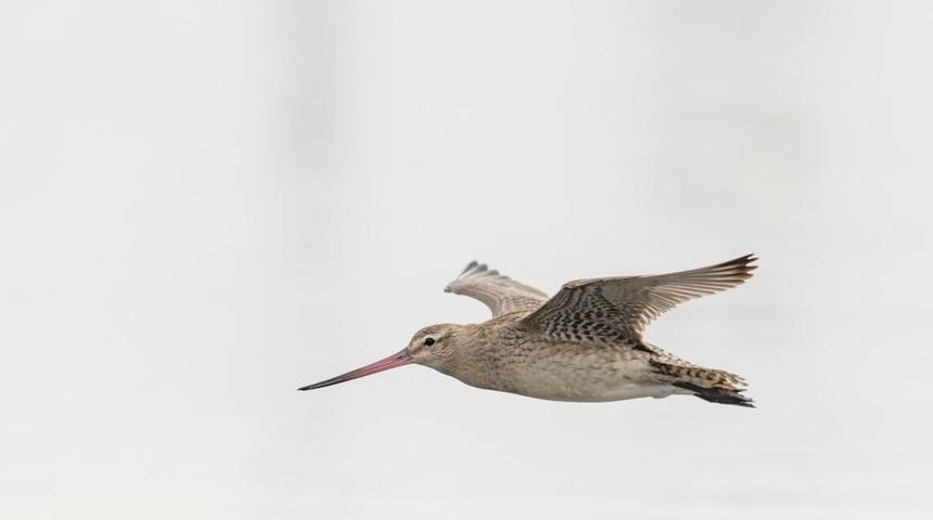 11 g&uuml;n boyunca aralıksız u&ccedil;arak d&uuml;nya rekoru kırdı