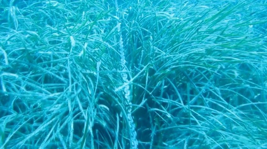 Akdeniz'in temizleme fabrikası Posidonia tehlike altında!