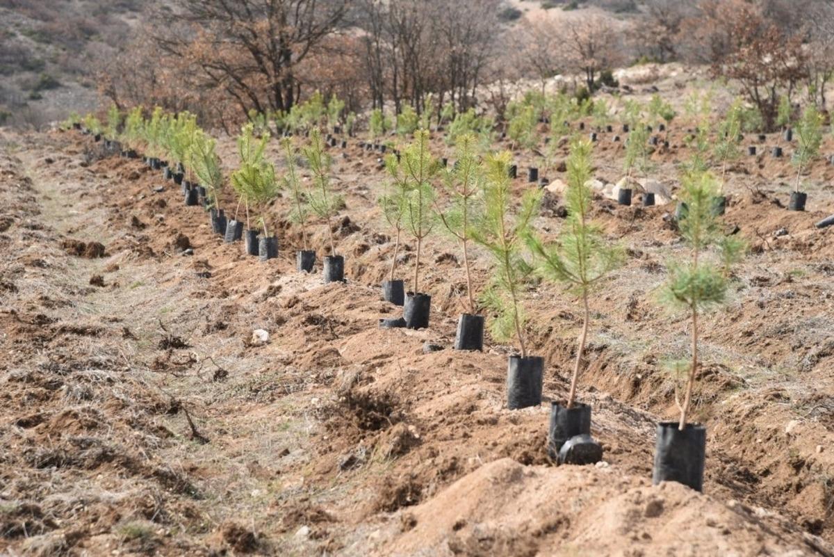Orman yangınlarının yaralarını sarmak i&ccedil;in işbirliği