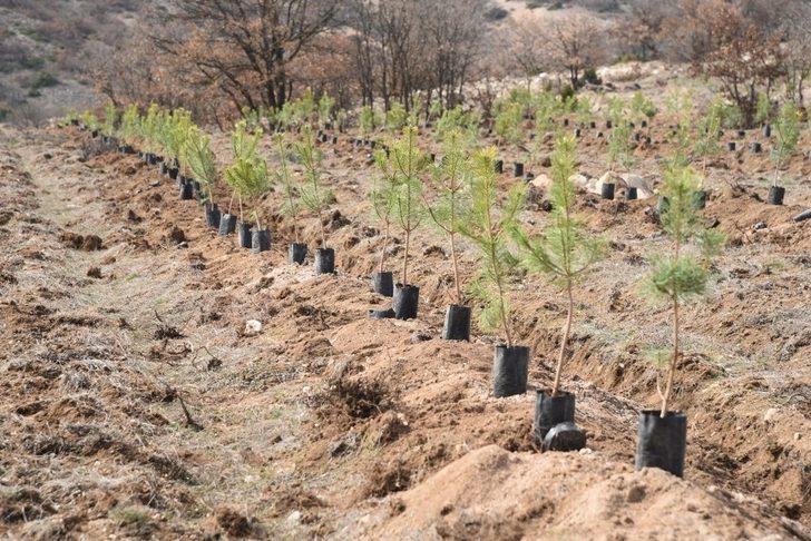 Orman yangınlarının yaralarını sarmak için işbirliği G1