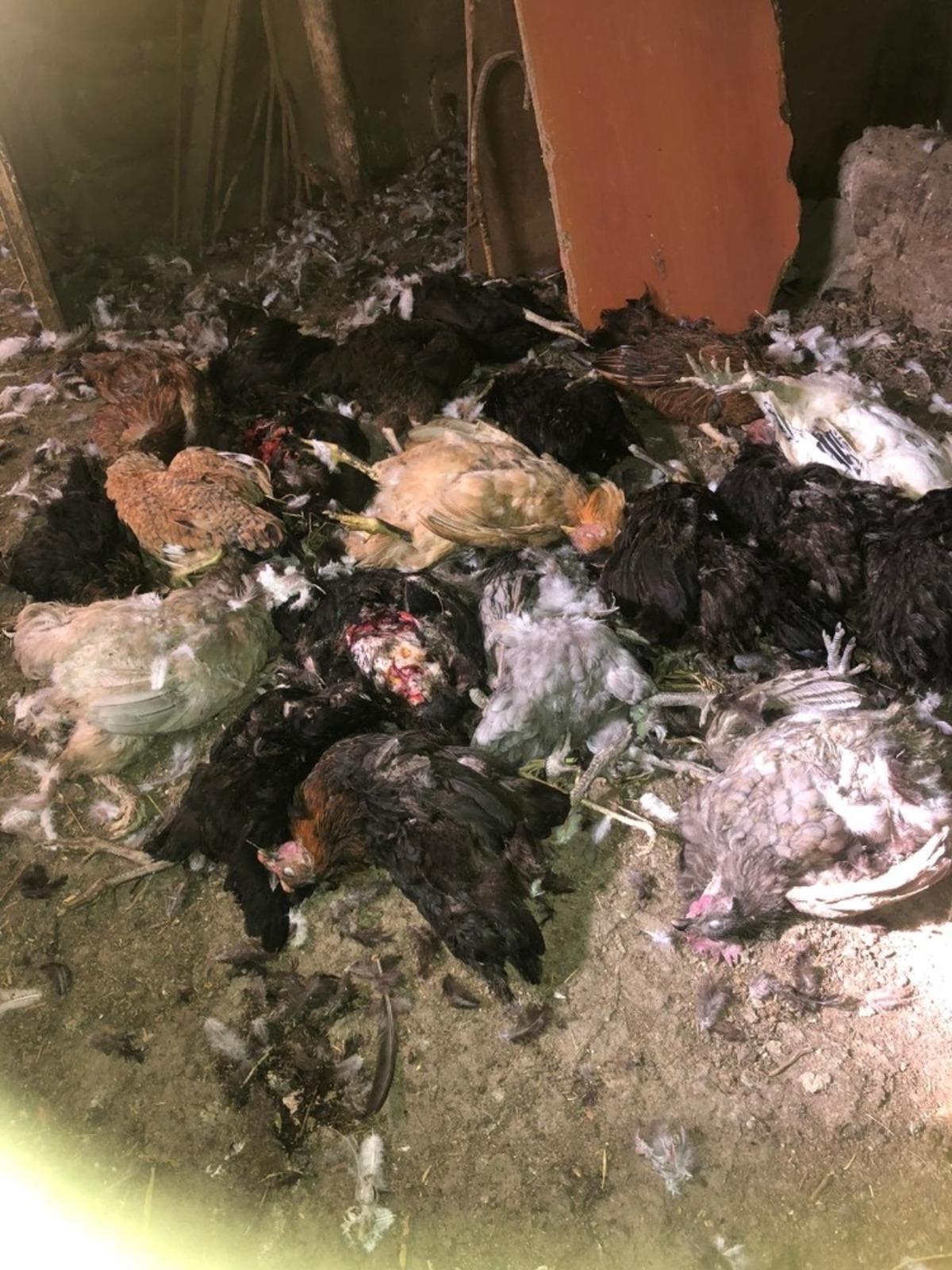 K&uuml;mese dadanan başıboş k&ouml;pekler tavukları telef etti