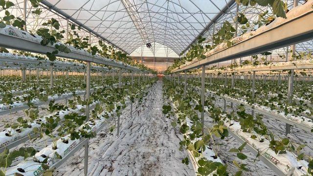 Kahramanmaraş’ta topraksız çilek üretimi