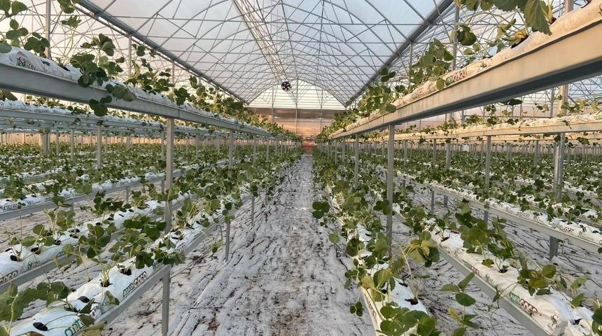 Kahramanmaraş&rsquo;ta topraksız &ccedil;ilek &uuml;retimi